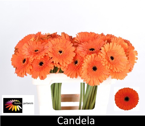 <h4>Gerbera Candela Water</h4>