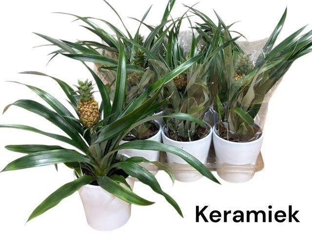 <h4>ANANAS CERAMICS P12</h4>