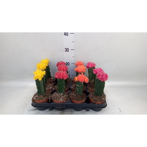 Gymnocalycium mihanov. 'Brasil'