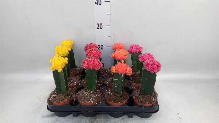 <h4>Gymnocalycium mihanov. 'Brasil'</h4>