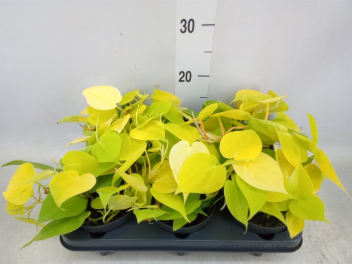 <h4>Philodendron scand. 'Lemon Lime'</h4>