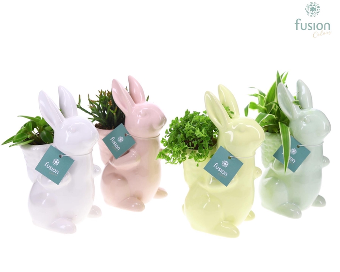 <h4>Pasen Haas keramiek 4 kleuren met groene planten</h4>