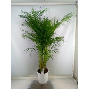Dypsis lutescens   ...Chrysalidoca