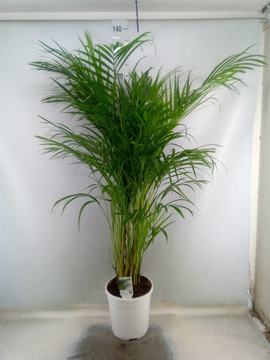 <h4>Dypsis lutescens   ...Chrysalidoca</h4>