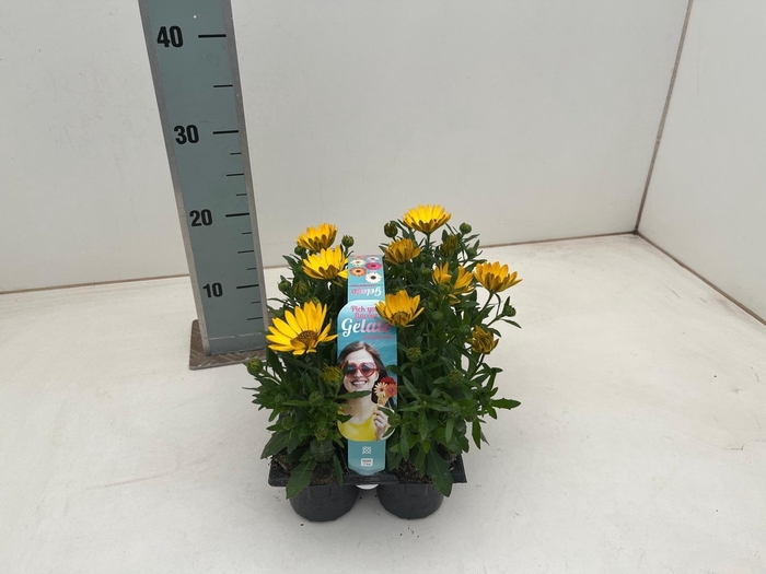 <h4>OSTEO GELATO ALMOND</h4>