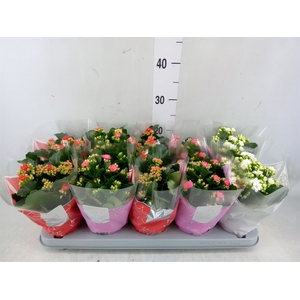 Kalanchoe blos. 'Perfecta'  ..mix 3