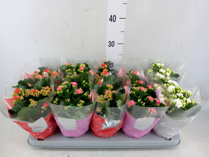 <h4>Kalanchoe blos. 'Perfecta'  ..mix 3</h4>