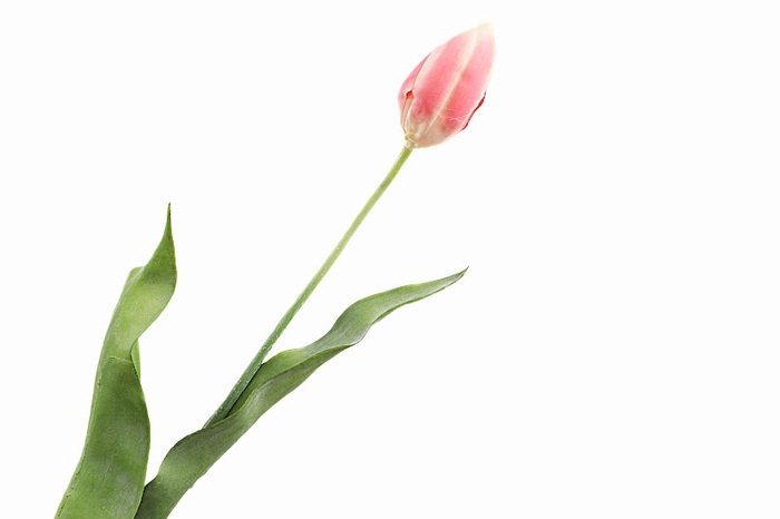 <h4>Tulip Pink</h4>