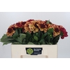 Dahlia Creme de Cognac