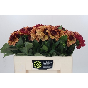 Dahlia Creme de Cognac