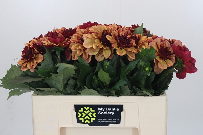 Dahlia Creme de Cognac