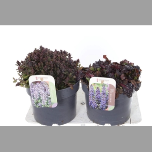 AJUGA REPT