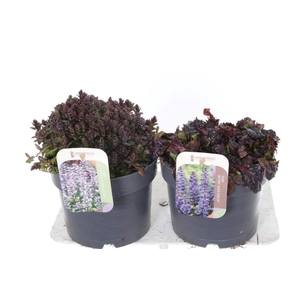 AJUGA REPT