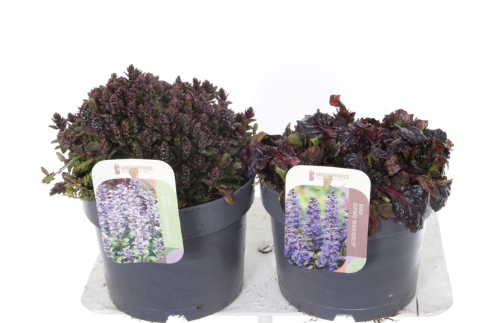 <h4>AJUGA REPT</h4>