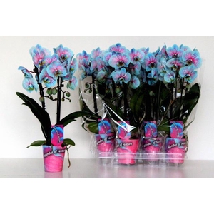 Phalaenopsis Colorchid Blue 9Ø 45cm 2st 14fl