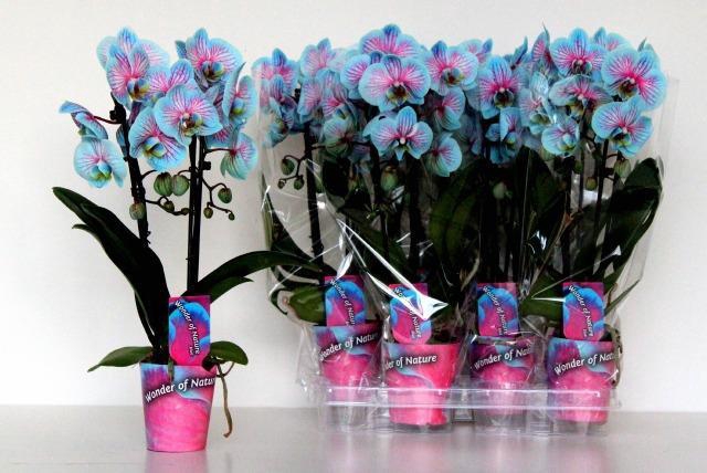 Phalaenopsis Colorchid Blue 9Ø 45cm 2st 14fl