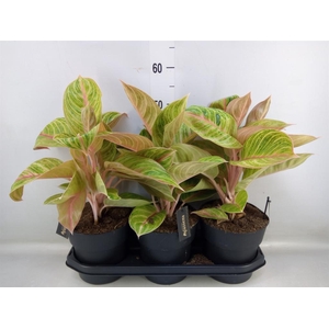 Aglaonema   ...