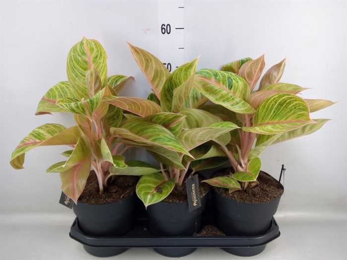 <h4>Aglaonema ...</h4>