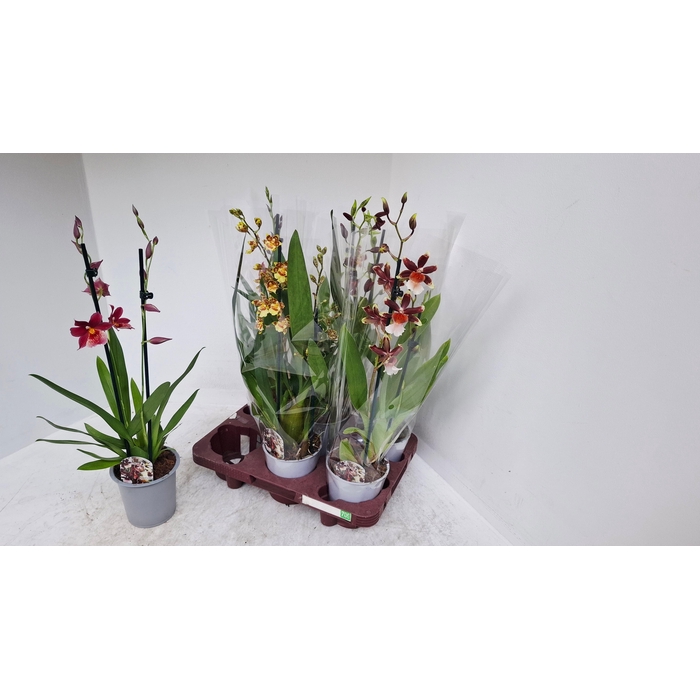 <h4>CAMBRIA GRP GEM</h4>