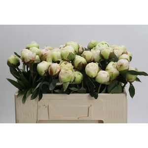 Paeonia Bowl Of Cream