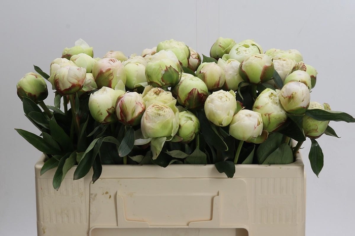 <h4>Paeonia Bowl Of Cream</h4>