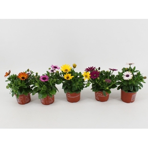 Osteospermum gemengd