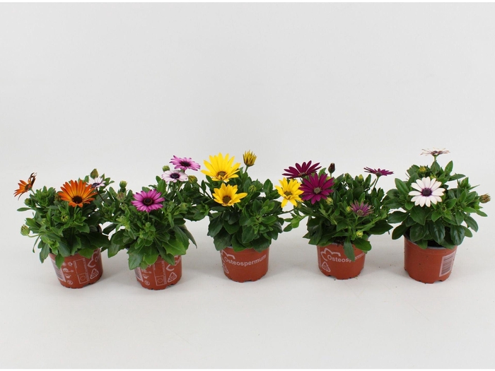<h4>Osteospermum gemengd</h4>