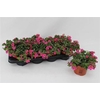 Calib Minif Rav Pink