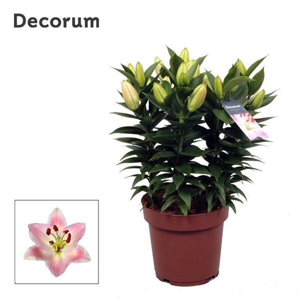 <h4>Lilium Rascal Souvenir 19cm</h4>