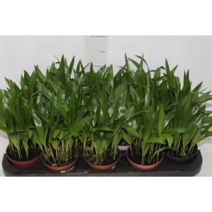 ARECA BAMBU P11