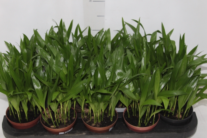 <h4>ARECA BAMBU P11</h4>