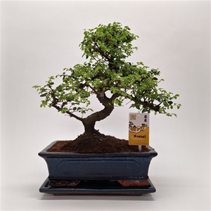 Zelkova Traditional 30 cm