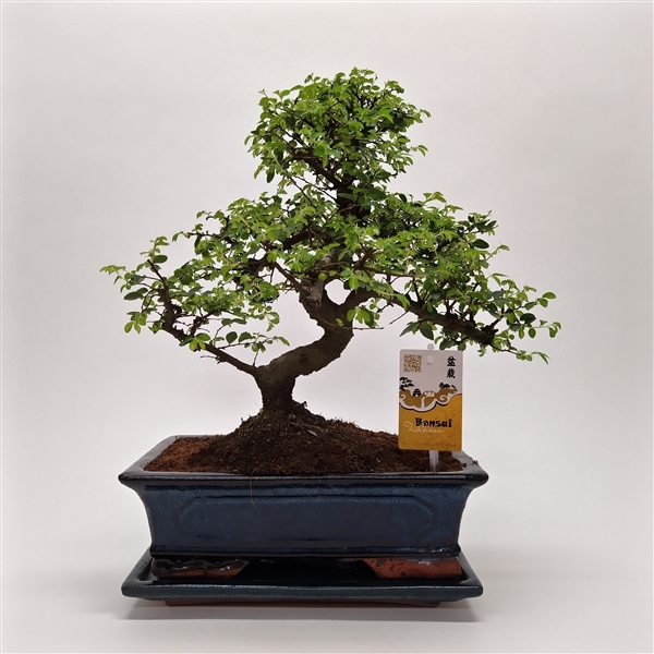 <h4>Zelkova Traditional 30 cm</h4>