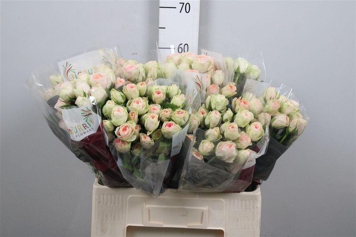 R Tr Rlm Inger Kristine