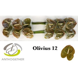 Anthurium Olivius