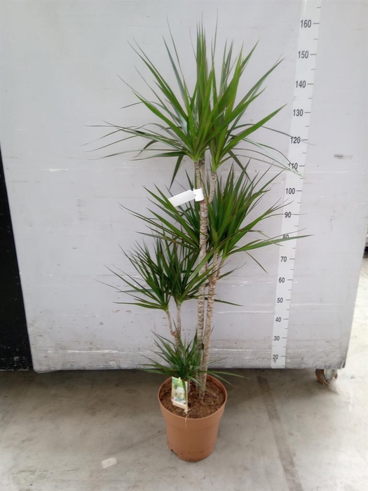 <h4>Dracaena marg.</h4>