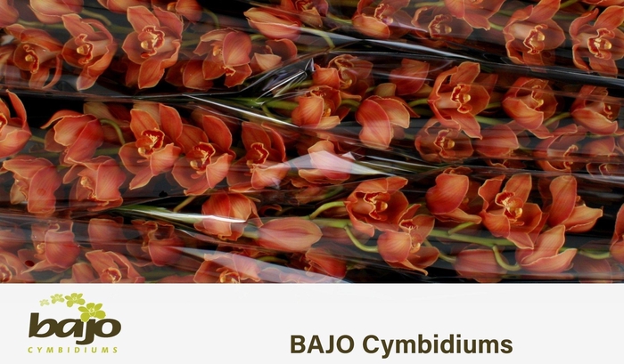 <h4>CYMB T MRS BRITNEY</h4>