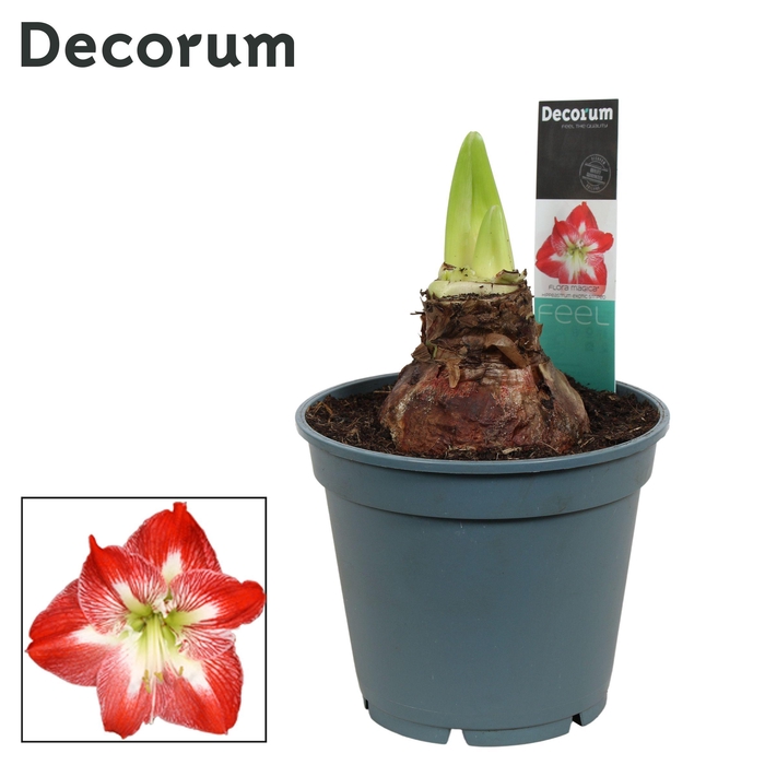 <h4>Amaryllis Exotic Striped 2/3 Knop Bolmaat 36-40 (Decorum)</h4>