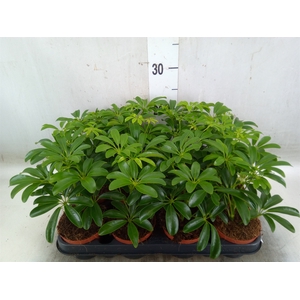 Schefflera arbor. 'Luseana'