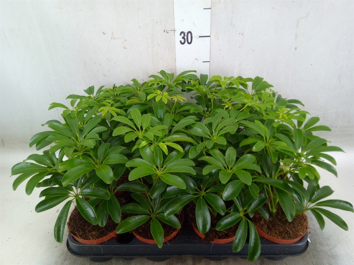 <h4>Schefflera arbor. 'Luseana'</h4>