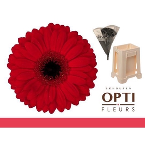 Gerbera Beauty Water / Hoes