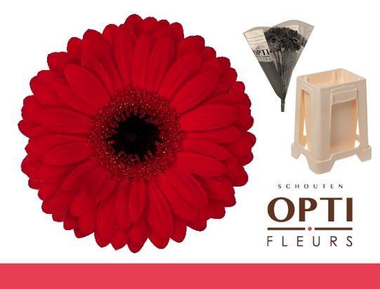 <h4>Gerbera Beauty Water</h4>