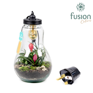 Glas Terrarium helder XXL Bromelia met verlichting en Engelse stekker