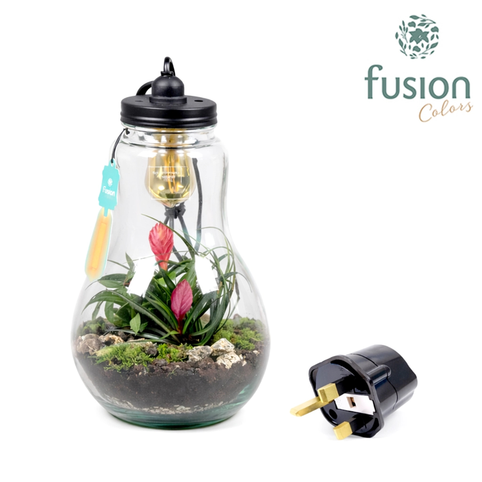 <h4>Glas Terrarium helder XXL Bromelia met verlichting en Engelse stekker</h4>