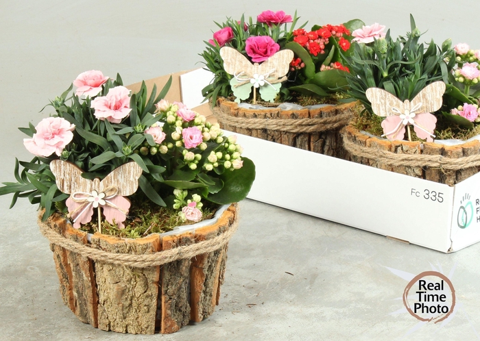 <h4>ARR TUINPLANTEN</h4>