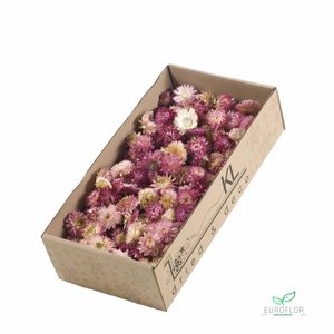 DRIED FLOWERS - HELICHRYSUM HEADS 100GR NATURAL LIGHTPINK