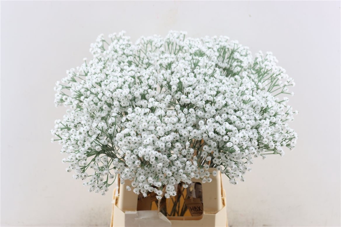 <h4>Artificial Stem Gyps White</h4>