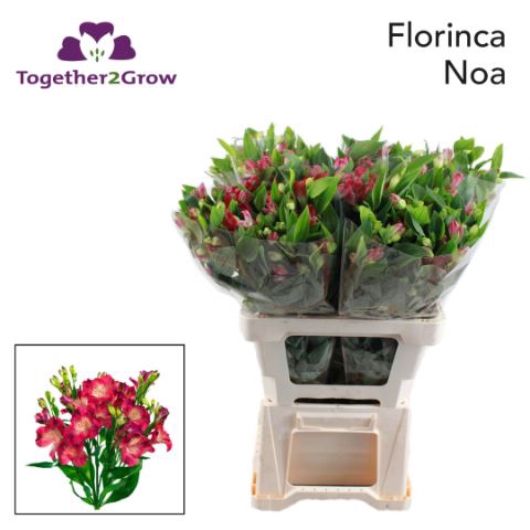 <h4>ALSTROEMERIA FLOR. 'NOA'</h4>