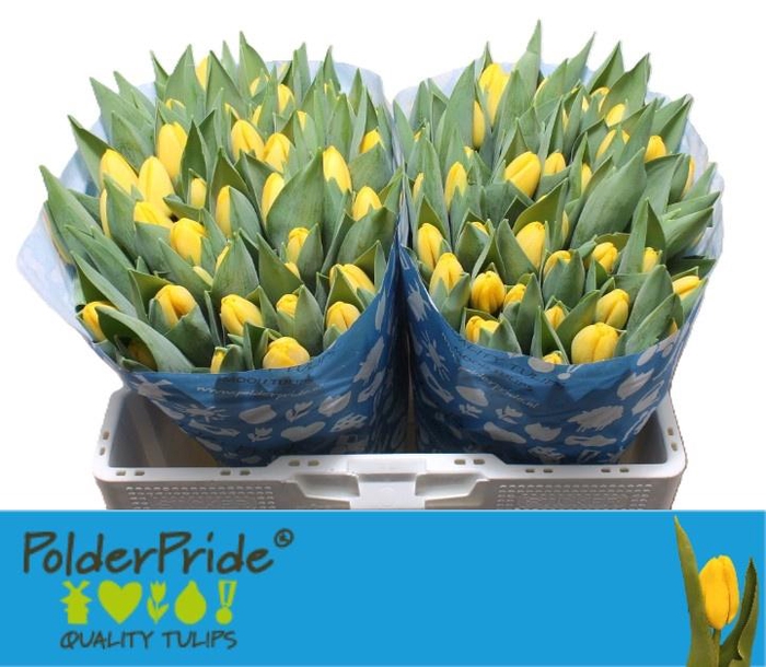 <h4>TU EN NOVI SUN</h4>