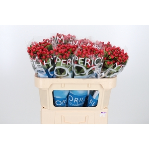Hyp Coco Rio Rood